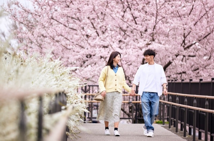 Cherry Blossom Japan