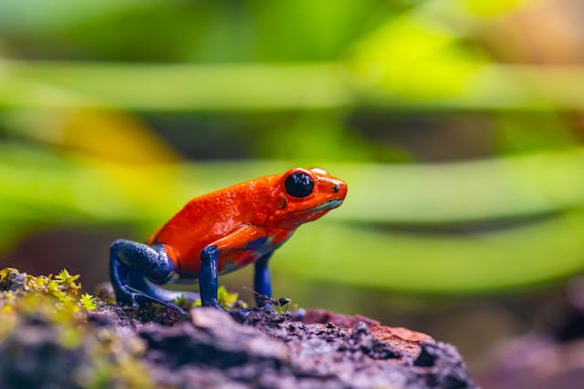 Red and Blue Frog