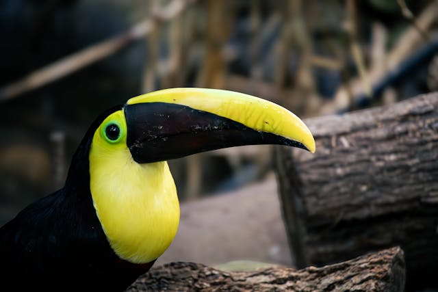 Vibrant Keel-Billed Toucan