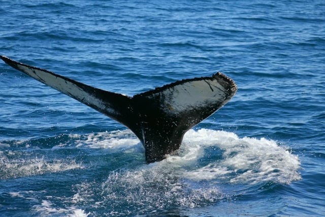 Whale Watching